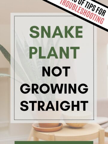 snake plant not growing straight