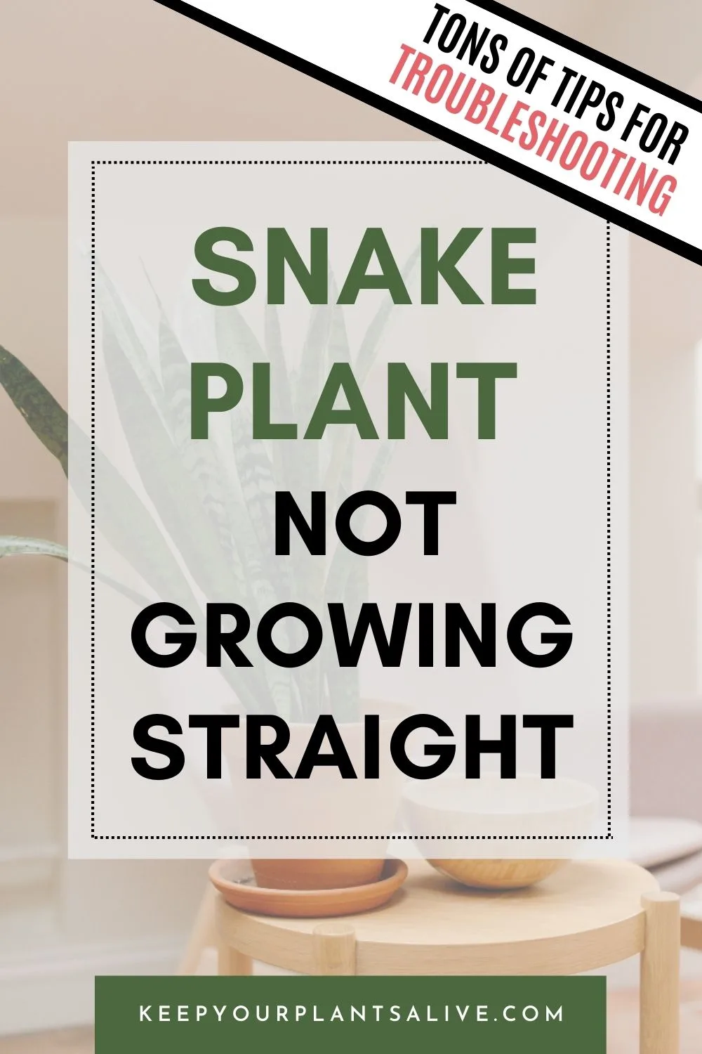 snake plant not growing straight