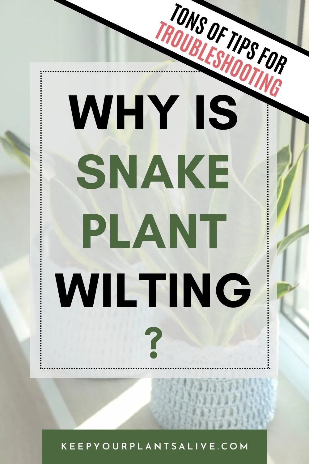 Why is snake plant wilting?