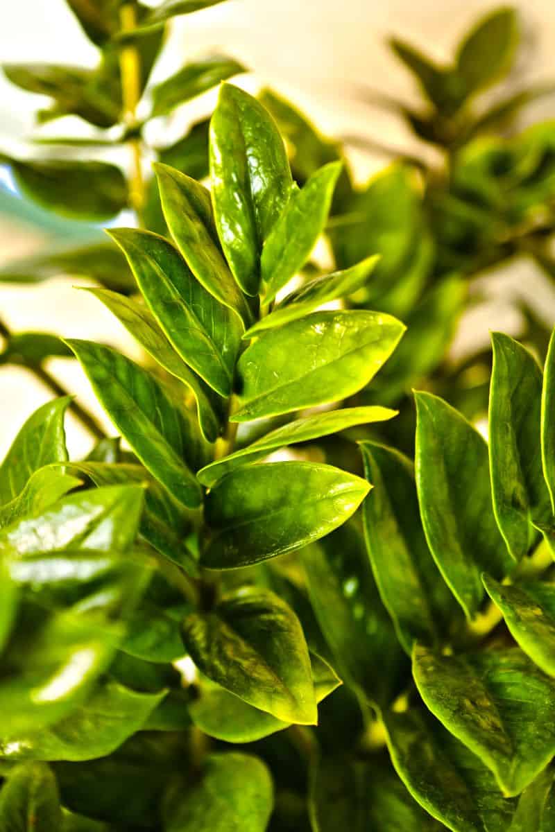 Top 3 ZZ Plant Supports to Keep Your Plant Upright keep your plants alive