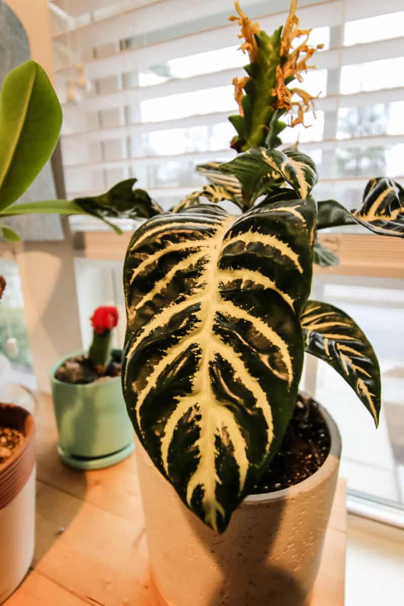 The complete Zebra Plant care guide keep your plants alive