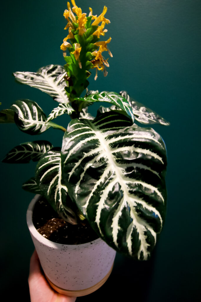 potted zebra plant in bloom
