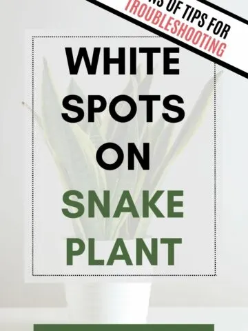 White spots on snake plant