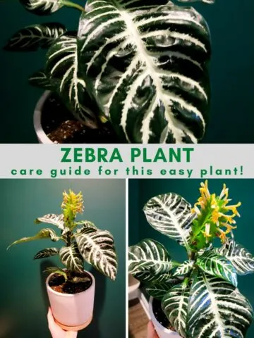 Zebra plant care guide