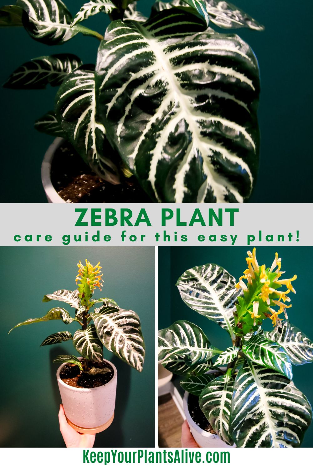 Zebra plant care guide