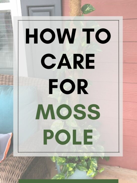 How to care for moss pole?