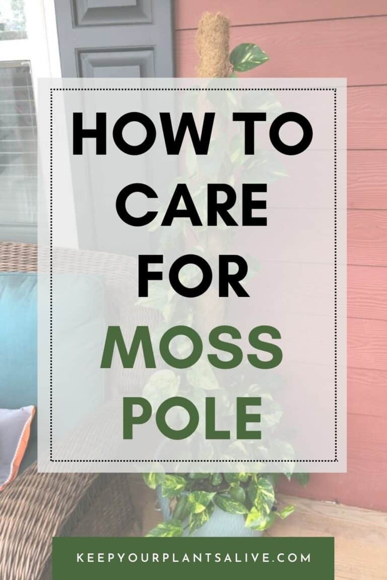 how-to-care-for-moss-poles-keep-your-plants-alive