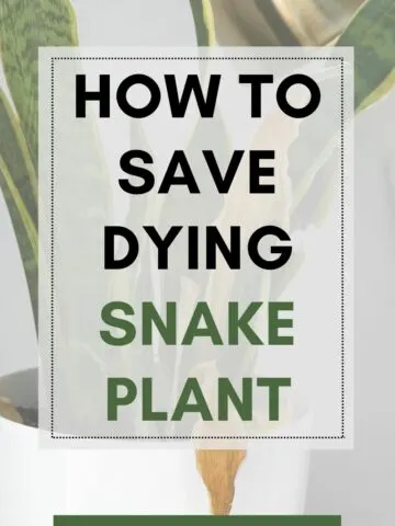 How to save dying snake plant