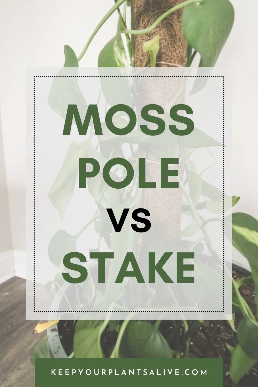 Moss Pole vs Stake.