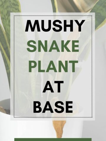 mushy snake plant at base