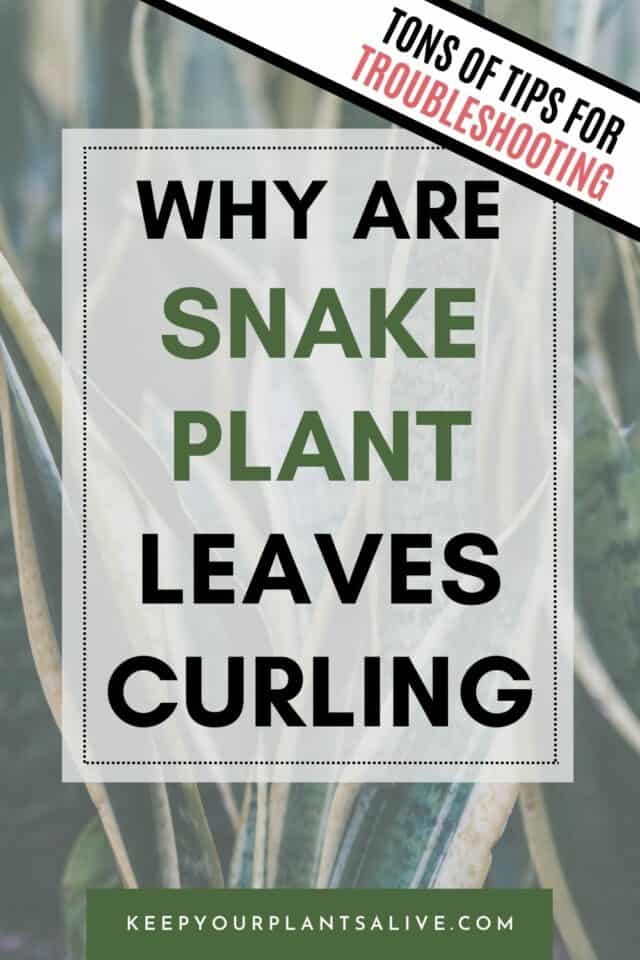 Why Are Your Snake Plant Leaves Curling? Reasons & Solutions keep