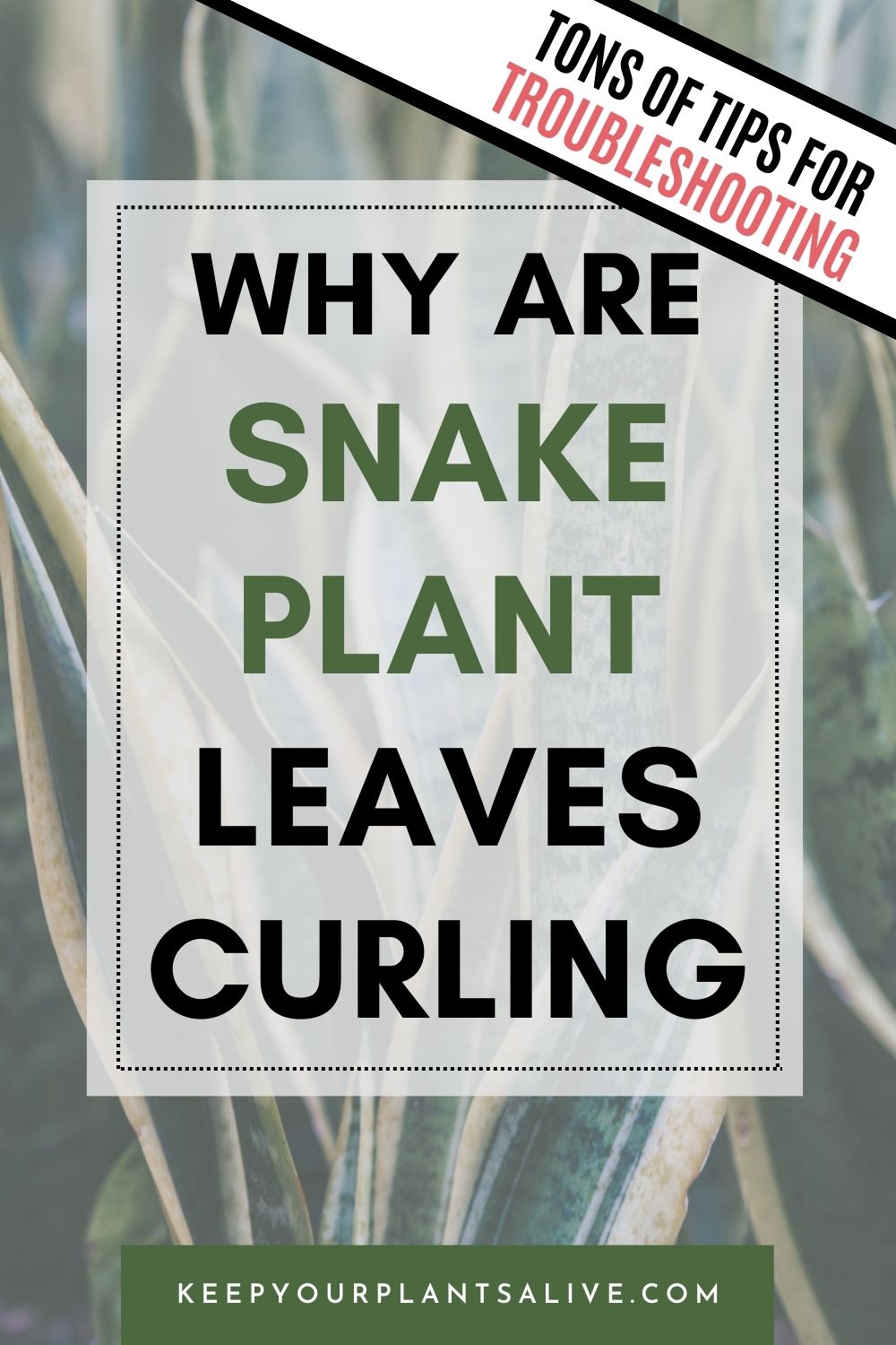 Why are snake plant leaves curling