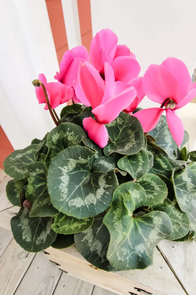 potted cyclamen plant