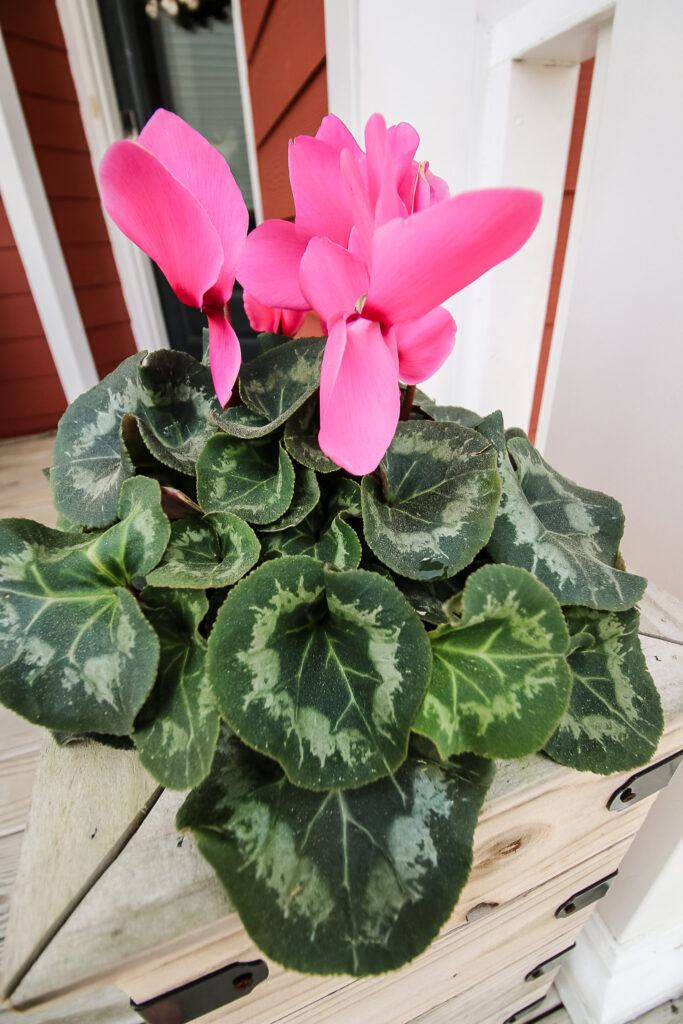 potted cyclamen plant