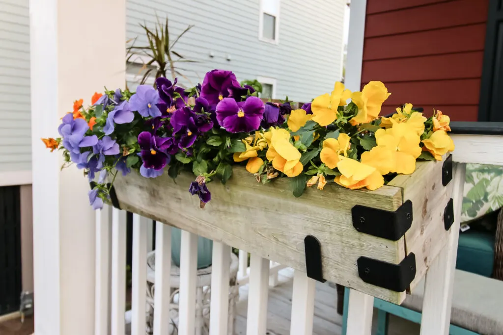 pansies in a porch planter