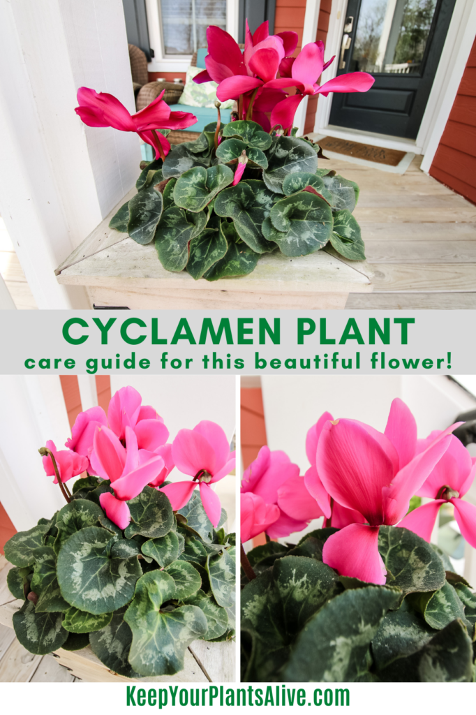 cyclamen plant care guide