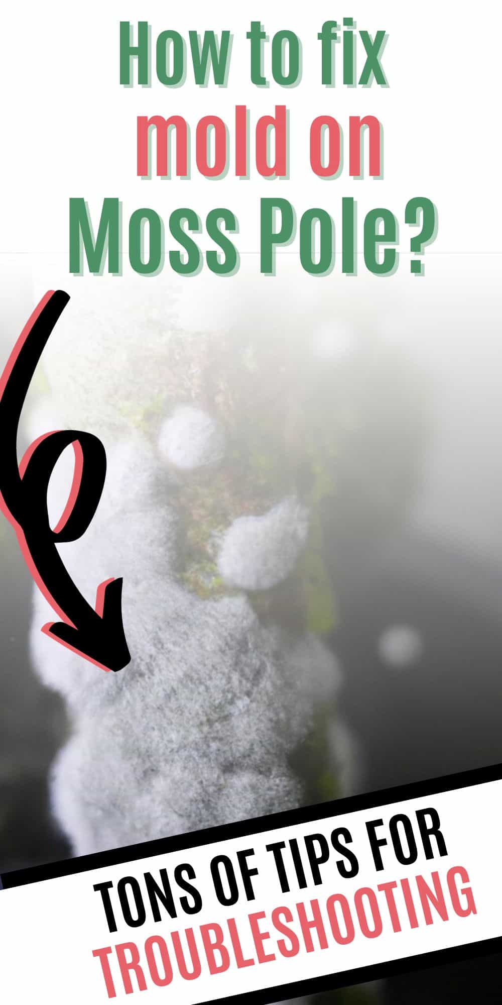 Mold on moss pole