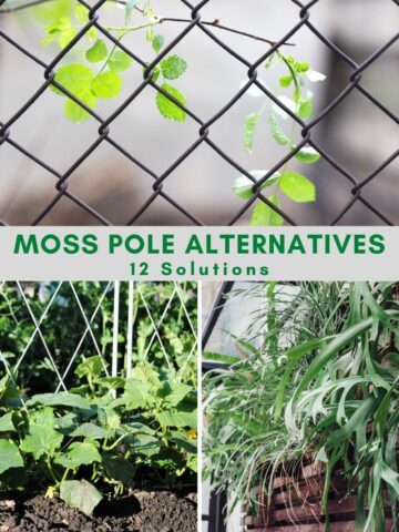 Moss pole alternatives