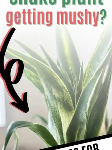 Why is my snake plant getting mushy?