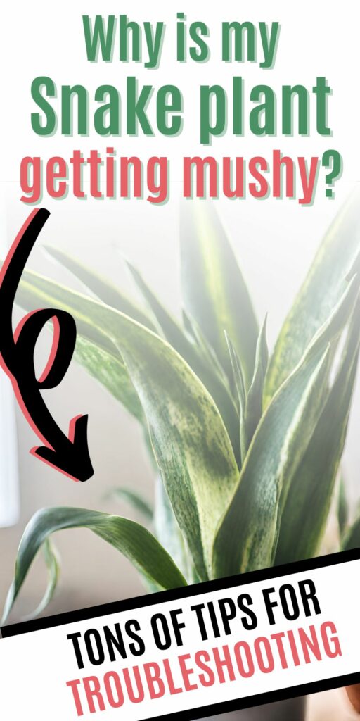 Why is my snake plant getting mushy?