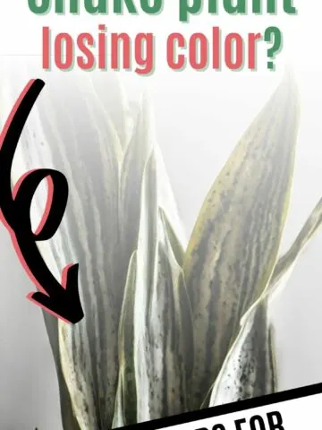 Is your snake plant losing color?