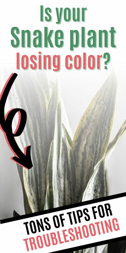 Is your snake plant losing color?