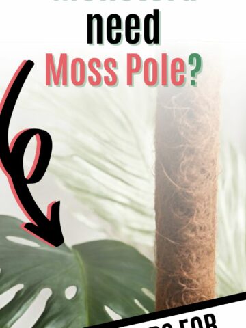 why does Monstera need moss pole?