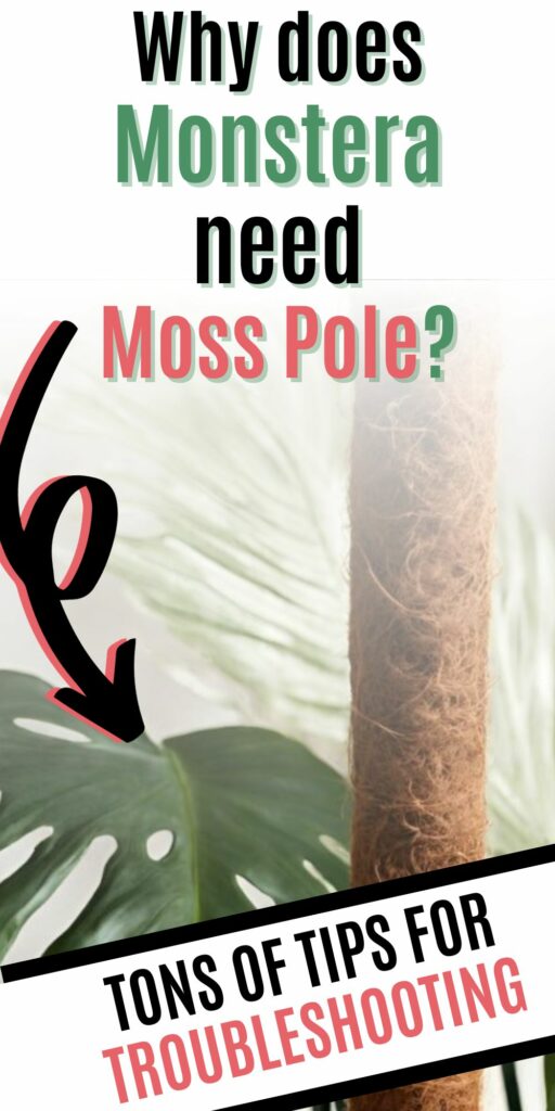 why does Monstera need moss pole?