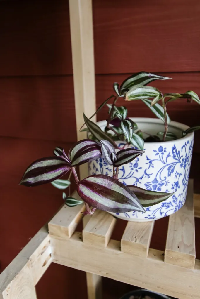 purple tradescantia