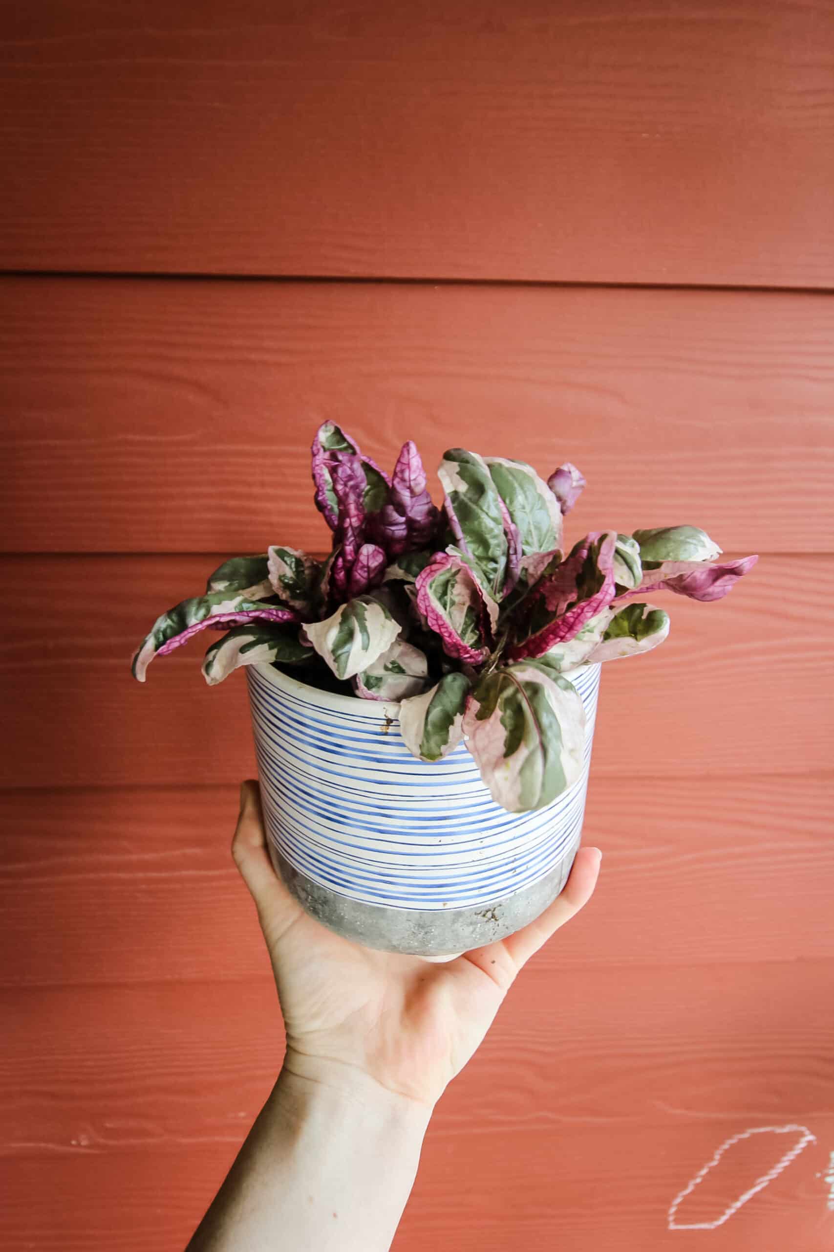 The Best Purple Houseplants Keep Your Plants Alive