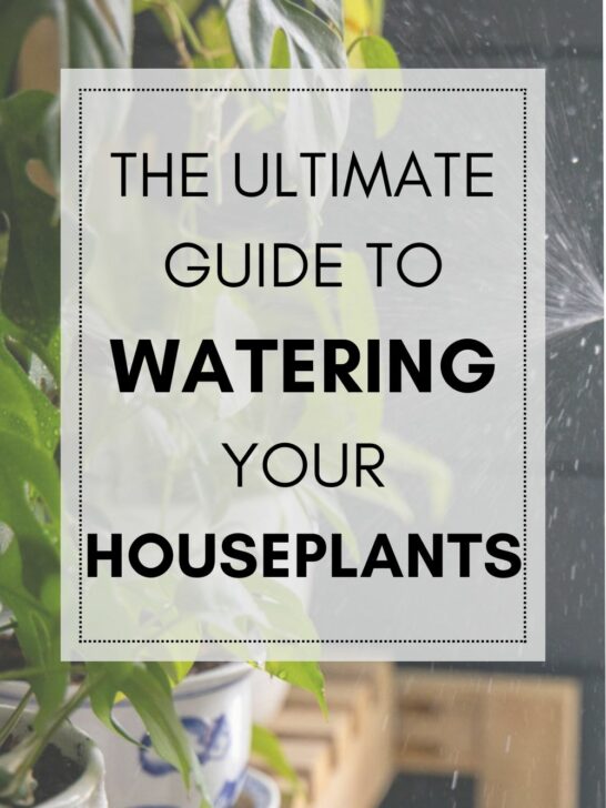 The ultimate guide to watering your houseplants