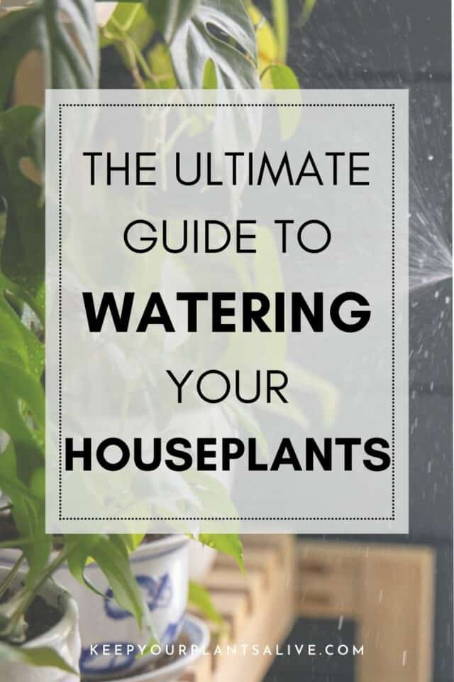 The ultimate guide to watering your houseplants - keep your plants alive