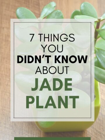 facts about jade plant