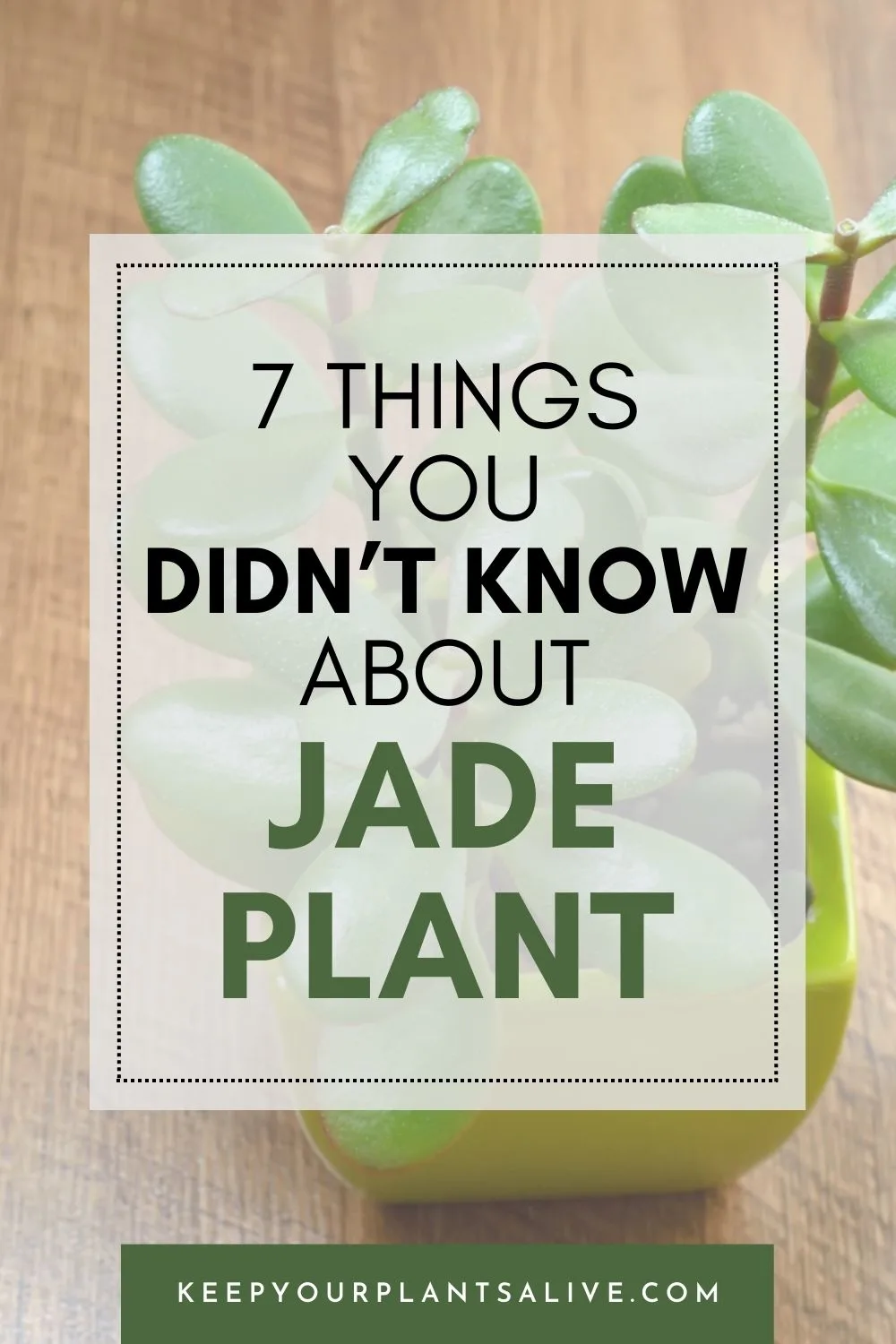 facts about jade plant