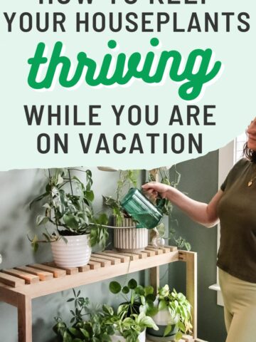 how to keep your houseplant thriving while you are on vacation