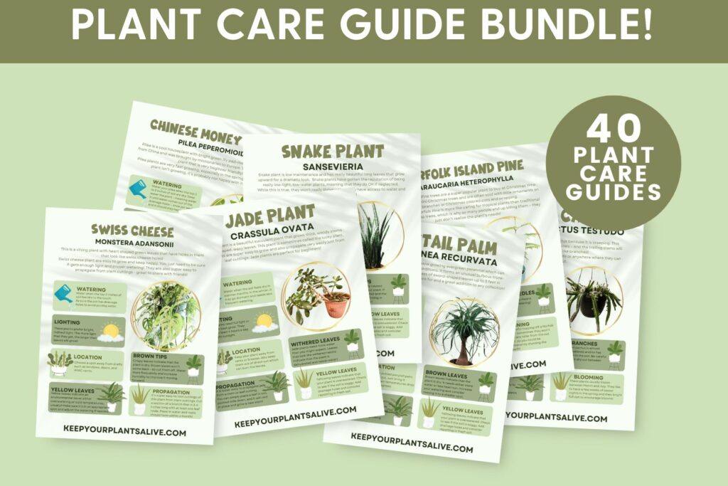 plant care guide bundle!