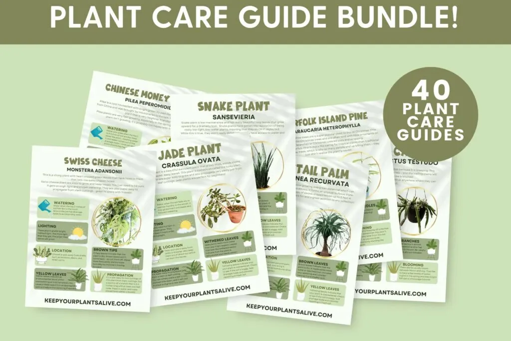 plant care guide bundle!