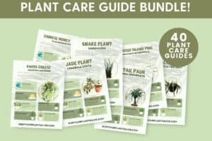 Printable Plant Care Guides - keep your plants alive