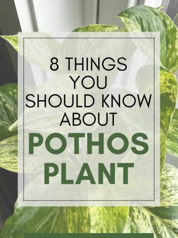things to know about Pothos
