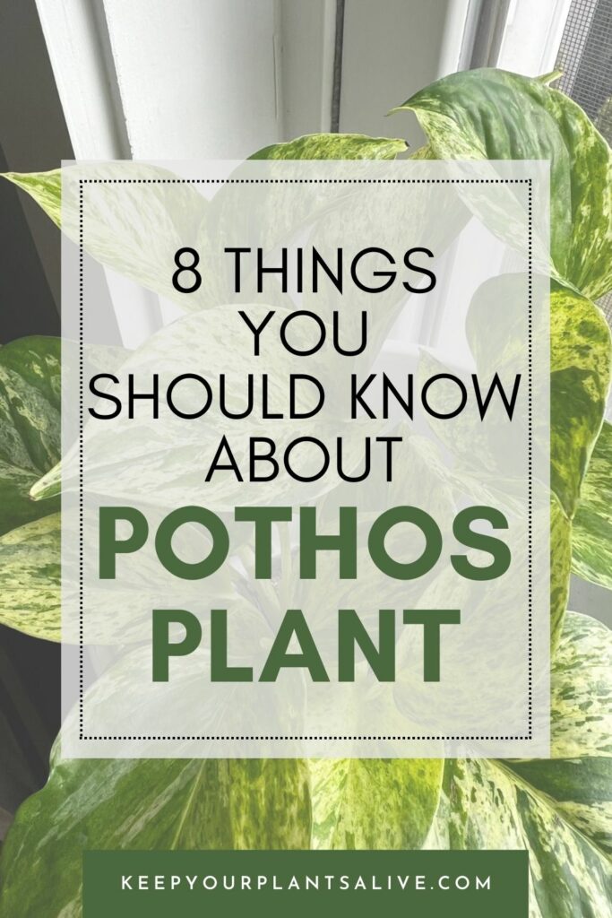 things to know about Pothos plant