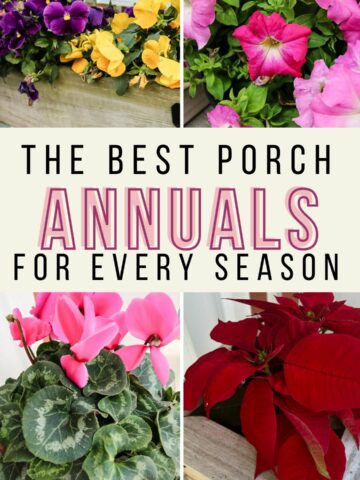 the best annuals for every season