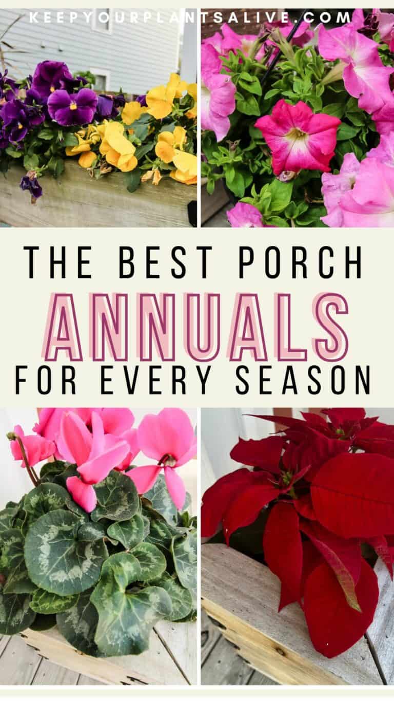 The Best Annuals for Your Front Porch Through the Year keep your
