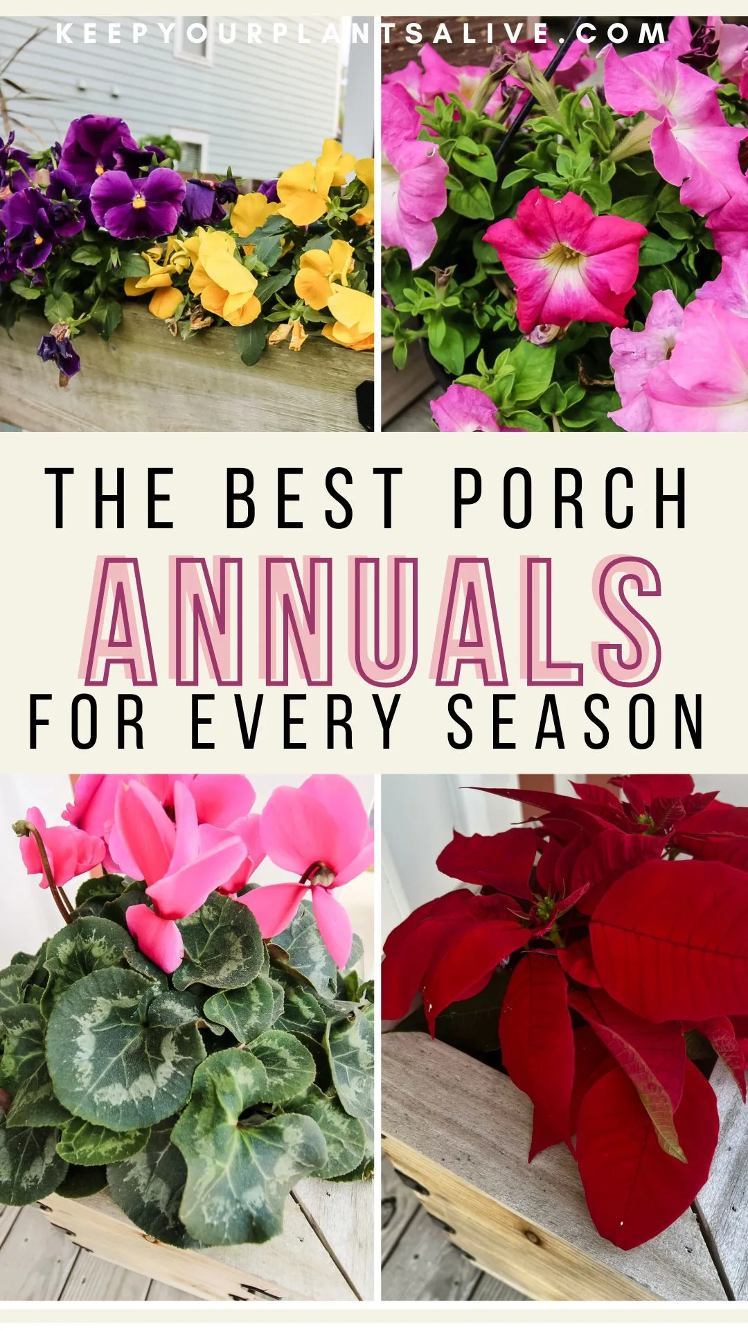 the best annuals for every season