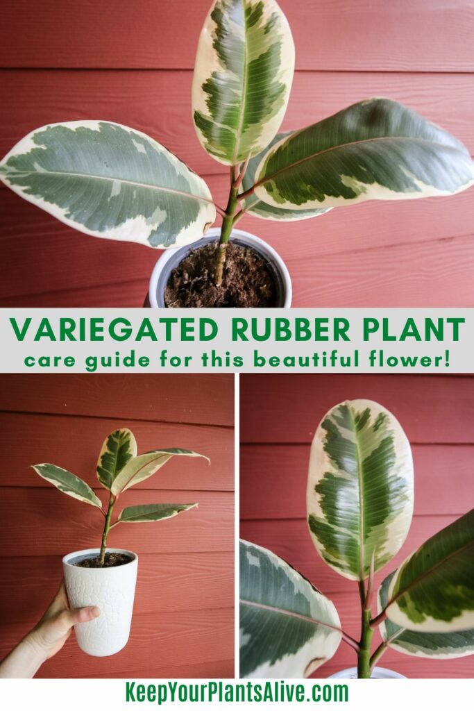 Variegated Rubber Plant Care Guide