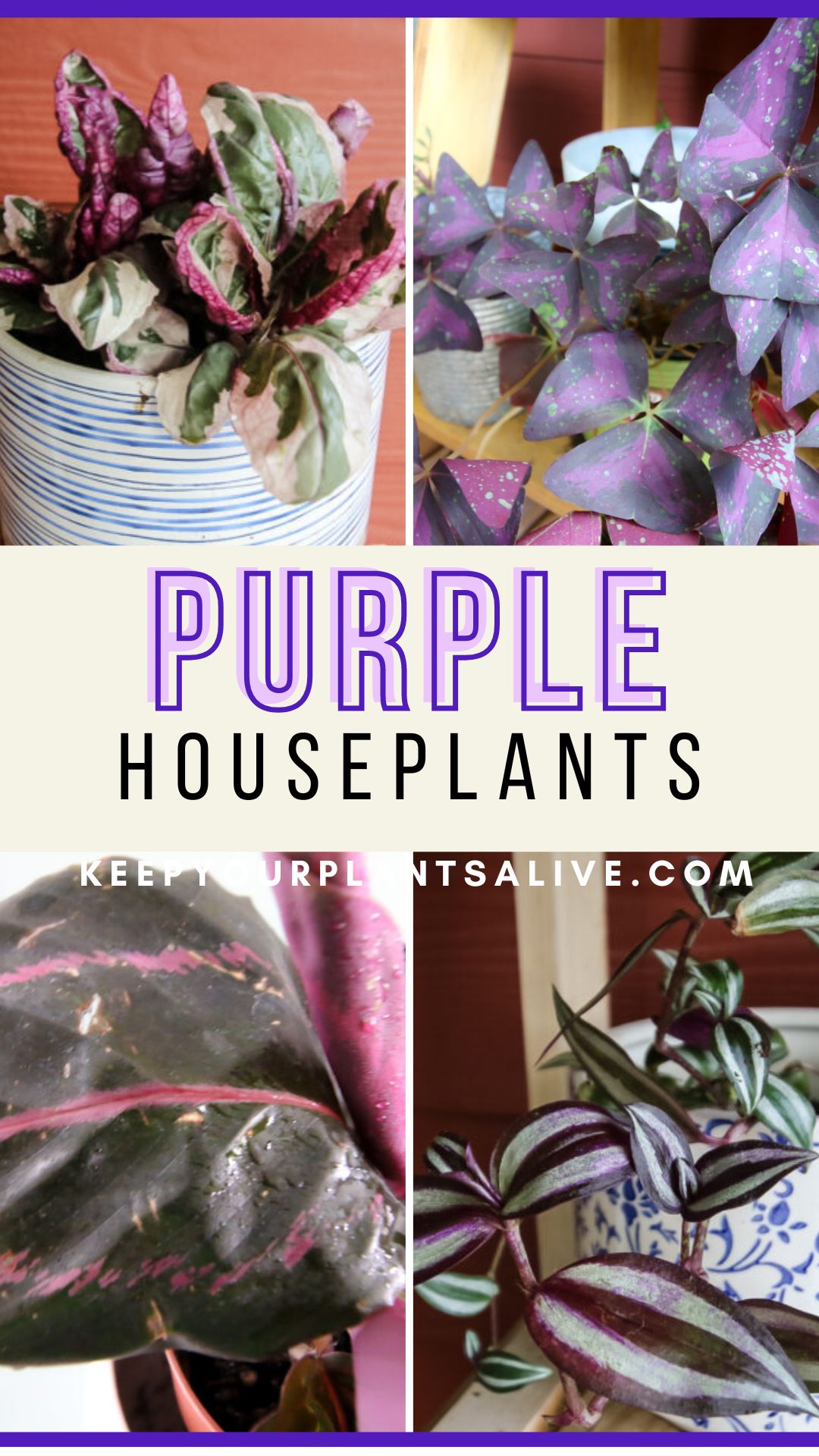 purple houseplants