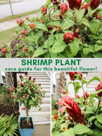 shrimp plant care guide
