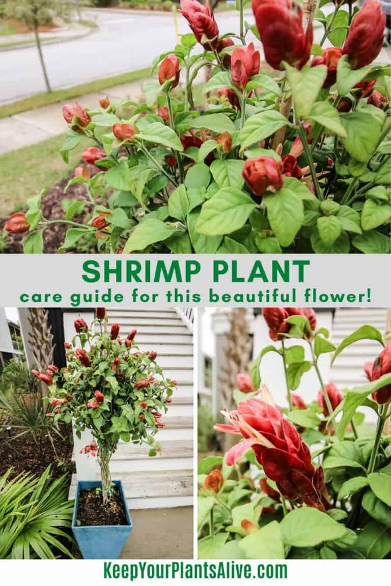 Blue java ice cream banana tree care guide - keep your plants alive