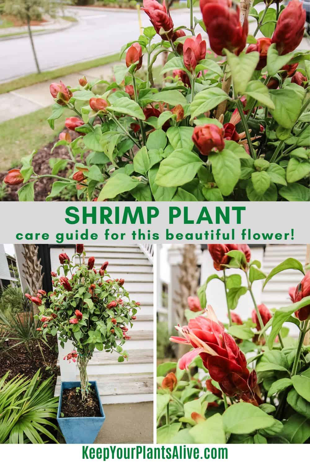 shrimp plant care guide