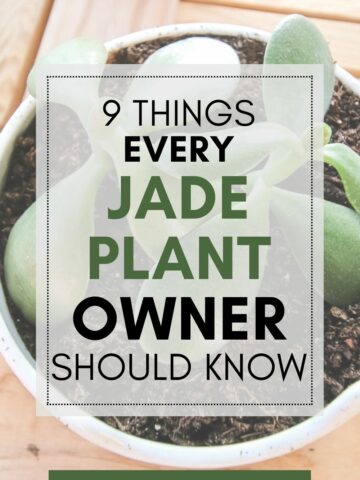 9 things to know about jade plant
