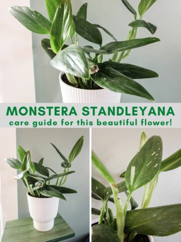 Monstera Standleyana Plant Care Guide